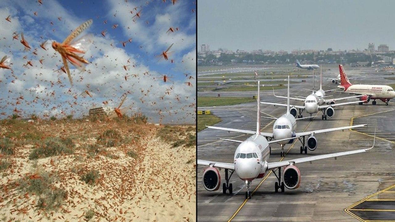 Locusts A Threat To Flights Whe Landing Or Taki...
