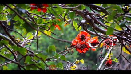 कितना बड़ा होता है ब्लू व्हेल का दिल? | Amazing Random Facts in Hindi - Factified Ep #03