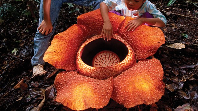 Cette fleur est la plus grande du monde... et aussi la plus malodorante