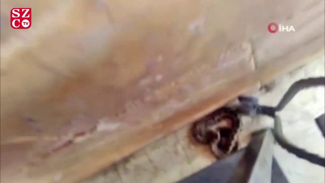 Köpeği huysuzlanınca fark etti, 1,5 metrelik engerek yılanını plastik kovayla yakaladı