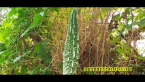 The Real Creator : Vegetables Around My Home || Organic Healthy Vegetables || Mobile Video Shoot ||