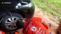 Ferocious baby king cobra caught inside car wheel