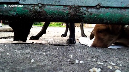 Concerned neighbours feed dogs abandoned in closed warehouse during Covid-19 pandemic