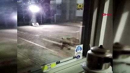 Uludağ'daki teleferik istasyonunda davetsiz misafirler böyle görüntülendi