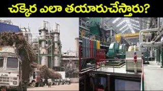 చక్కెర ఎలా తయారు చేస్తారు How sugar is produced from Sugarcane SUGAR  How It's Made in Telugu