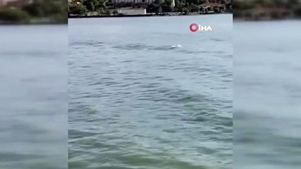 Yunusların görsel şöleni böyle görüntülendi