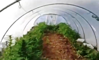 Licata (AG) - Cannabis coltivata tra i meloni: padre e figlio denunciati (30.05.20)