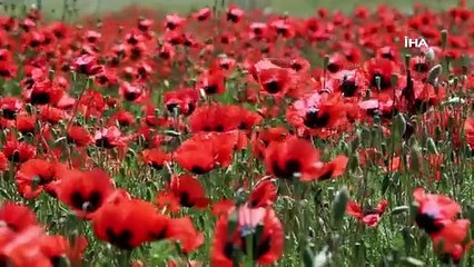 Oltu’da gelincikler doğayı süsledi