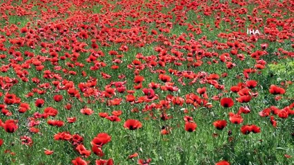 - Oltu’da Gelincikler doğayı süsledi