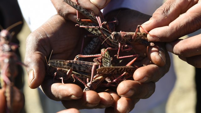 India and Pakistan face the worst locust attack in decades