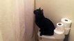Intrigué, ce chat miaule quand elle chante sous la douche !