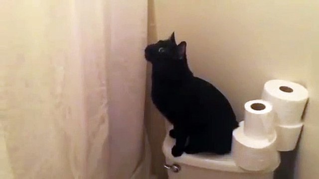 Intrigué, ce chat miaule quand elle chante sous la douche !