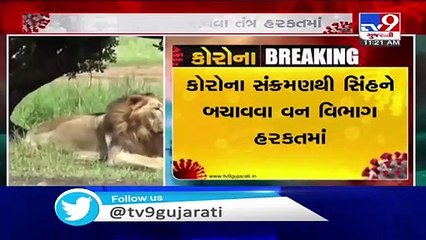 Gir Forest officials to undergo coronavirus test, to keep lions safe from virus_ TV9News