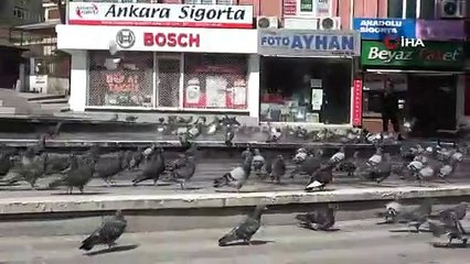 Meydanlar boş kaldı, yüzlerce güvercin böyle yıkandı