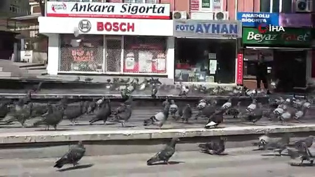 Meydanlar boş kaldı, yüzlerce güvercin böyle yıkandı