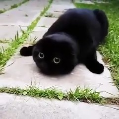 Hey Toothless Watcha doin'
