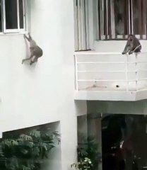 Havuz Partisi Veren Maymunlar