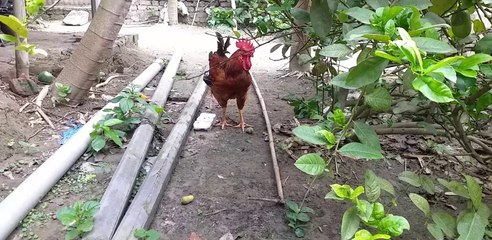 Funny video of catching chicken | মুরগি ধরার মজার ভিডিও