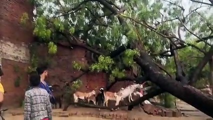 चक्रवर्ती तूफान में गरीब के घर पर पेड़ गिरने से हुवा भारी नुकसान