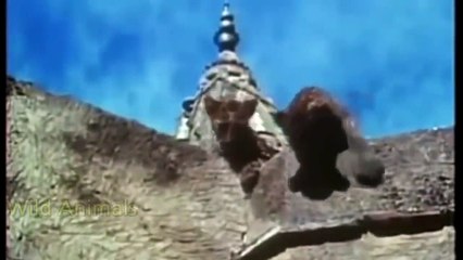 BEST Lion vs Hyena Real Fight! Hyena Lion Attack Hunting Fight