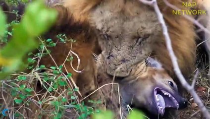 King Lion revenge on the Hyena for destroying the cubs, Epic battle of big Cat v