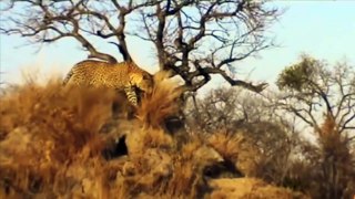 Leopard, Lion, Cheetah, Tiger Waiting Warthog Outside The Hole