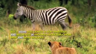 POWERFUL KICK OF ZEBRA TO LIONESS TO DEFEND ANOTHER ZEBRA