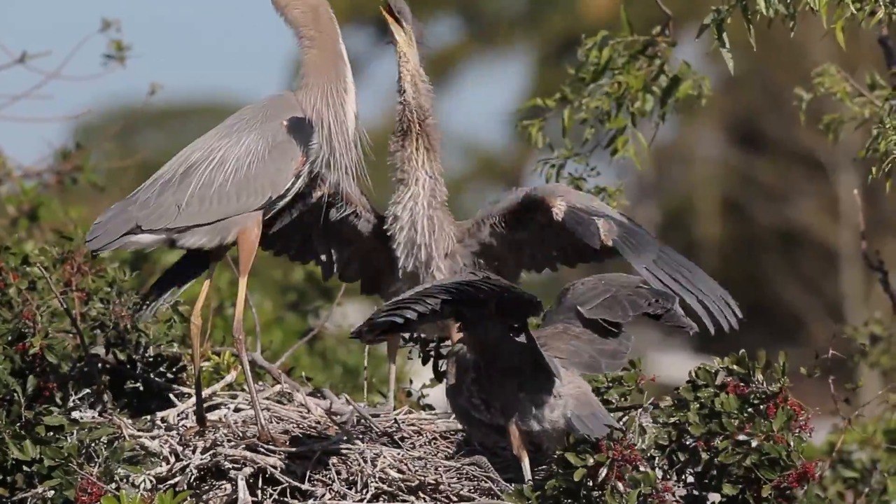 Great Blue Heron