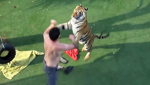 Il joue avec son tigre comme si c'était un gros chat