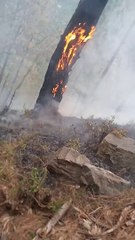 A pine tree  burning  in the forest