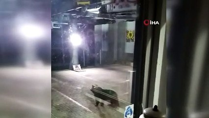 Aç kalan ayılar teleferiğe indi
