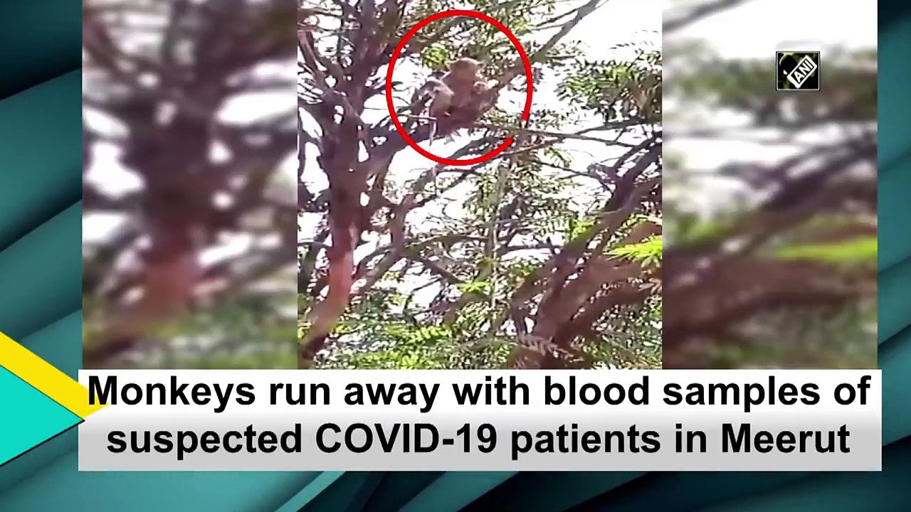 Grupo de macacos rouba amostras de sangue de pacientes com Covid-19 de um laboratório