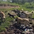 SiVAS KANGA KOPEKLERiNiN CAMUR BANYOSU KEYFi - KANGAL DOGS MUD BATHS
