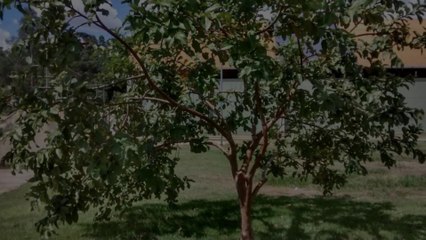 Hit da doiDamares - Quem não deu não dá mares