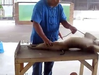 Amazing Monkey Magic Show