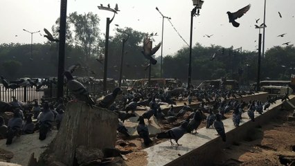 A Flock Of Pigeons Hovering And Landing Over A Section In The City