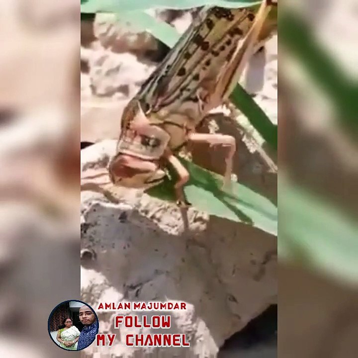 Locust Attack | Locust Plague | Locust attack in jaipur | locust attack in india | locust attack in india 2020 | locust attack video | locust attack footage | how locust attack | locust plague 2020| locust plague india  locust plague attack, locust plague