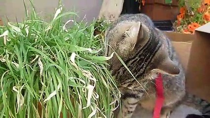 Petitcoeur avec son pot d'herbe a chat