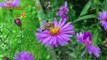 Beautiful Honey Bees with beautiful Flowers | Amazing Honey Bees and  Naturally occurring pollination process | सुंदर फूल के साथ सुंदर मधुमक्खियों | अद्भुत शहद मधुमक्खियों और स्वाभाविक रूप से होने वाली परागण प्रक्रिया
