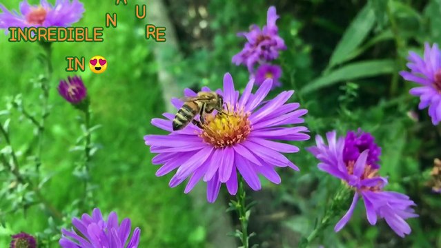 Beautiful Honey Bees with beautiful Flowers | Amazing Honey Bees and Naturally occurring pollination process | सुंदर फूल के साथ सुंदर मधुमक्खियों | अद्भुत शहद मधुमक्खियों और स्वाभाविक रूप से होने वाली परागण प्रक्रिया