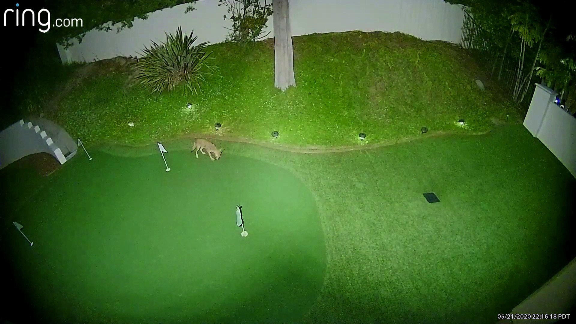 Coyote Playing Golf in Backyard