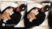 Chris Brown Naps With His 1 Month Old Son Aeko Catori Brown!