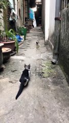 CAT Amazing Hunting Unbleiveable