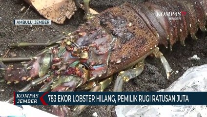 Penangkaran Lobster Diterjang Ombak, Nelayan Rugi Ratusan Juta