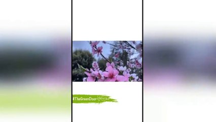 अश्विनी भावेनी अमेरीकेत वसंत ऋतूचे केले स्वागत