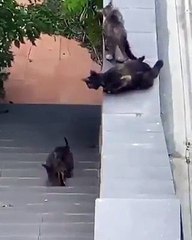 Cats | Maternal Instinct
