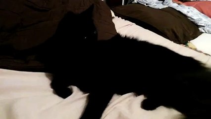 la gata y que negra una 100% HERMOSA