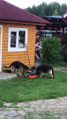 Tug of War Turns Into Ride