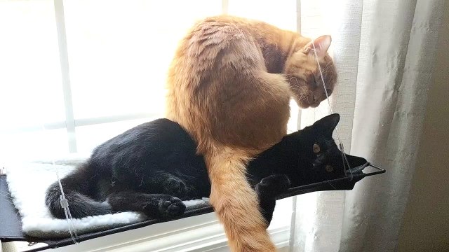 Kitty Sits on Top of Sister in Cat Hammock