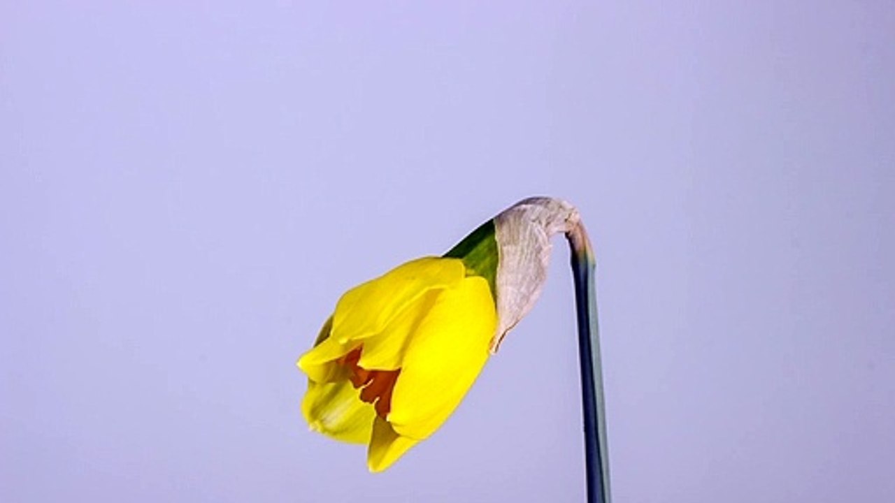 hermosa flor narciso creciendo en primavera maravillosa naturaleza